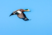 Wigeon