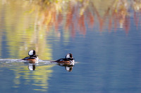 Merganser