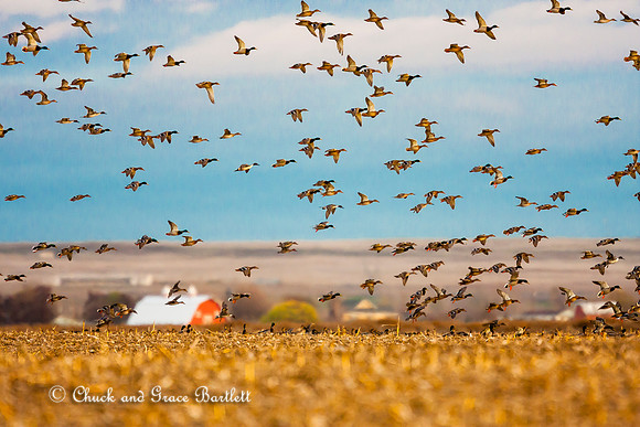 BDUMX 10-06171