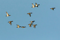 Mixed Ducks
