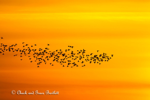 BDUMX 11-06288