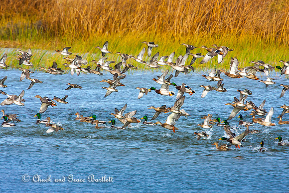 BDUMX 10-04302