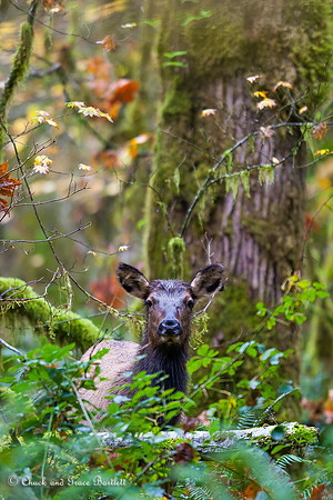 AHREF 05-A1372