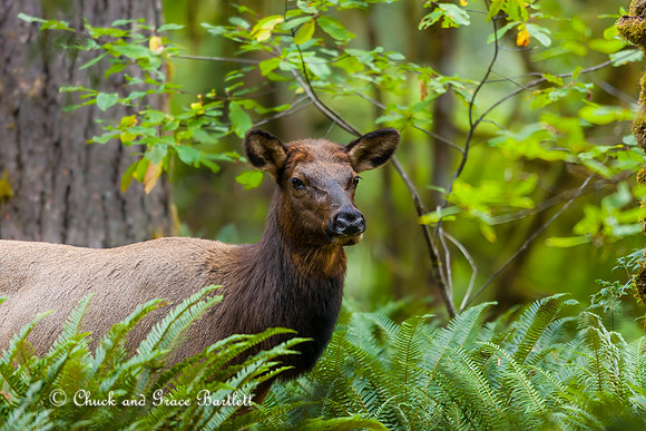 AHREF 08-A2872