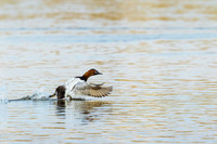 Canvasback