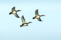 Gadwall