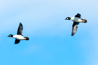 Goldeneye