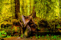 Forests