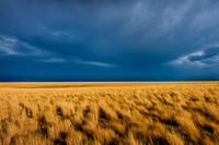 Grasslands